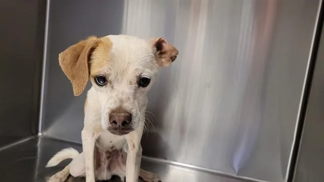An adult small-sized male Chihuahua dog named Carter for adoption in Tucson, AZ