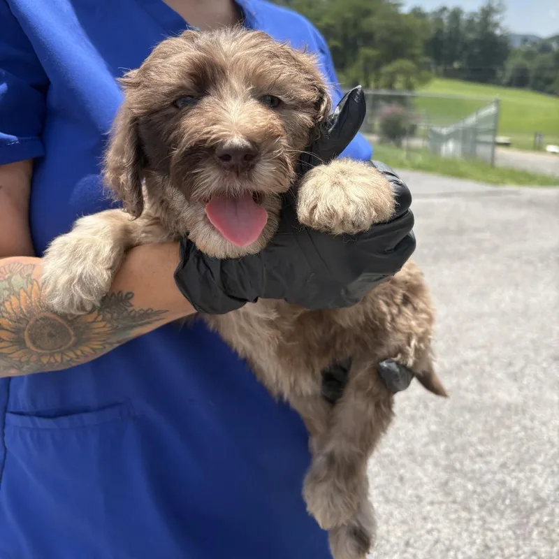 A baby large-sized female Brown / Chocolate Poodle dog named Molly for adoption in Jefferson city, TN