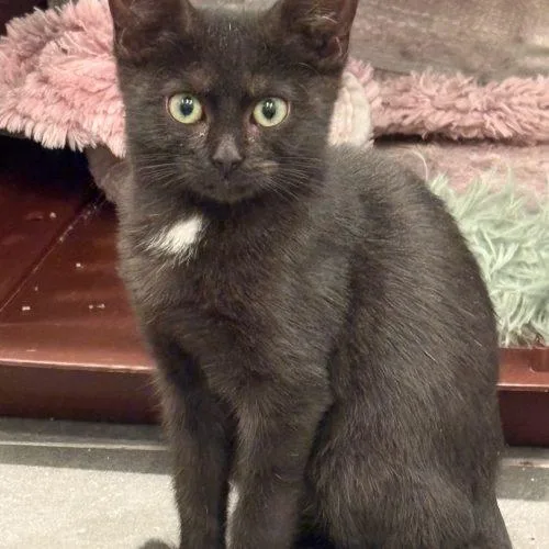 A baby small-sized female Black Domestic Short Hair cat named Mae for adoption in Fishers, IN