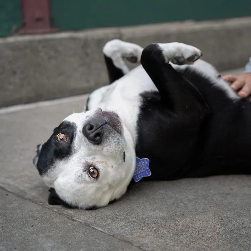 A senior medium-sized female Black Mixed Breed dog named Ladybug for adoption in San Francisco, CA