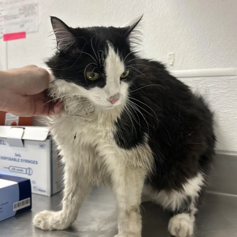 A senior large-sized female Black Domestic Medium Hair cat named HACCStray for adoption in Henderson, NV