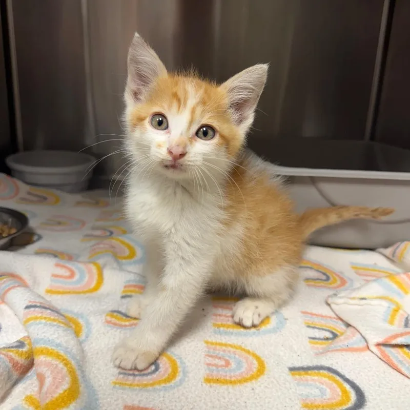 A baby small-sized male Orange / Red Domestic Short Hair cat named Wheels for adoption in Bryan, TX