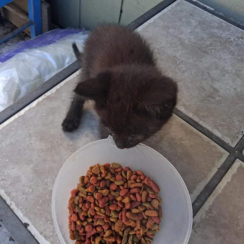 A baby small-sized male Black Domestic Short Hair cat named Oliver for adoption in Point Richmond, CA