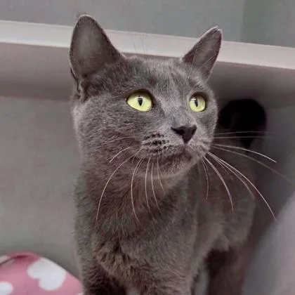 An adult small-sized female Gray / Blue / Silver Domestic Short Hair cat named Minnie for adoption in Atlanta, GA