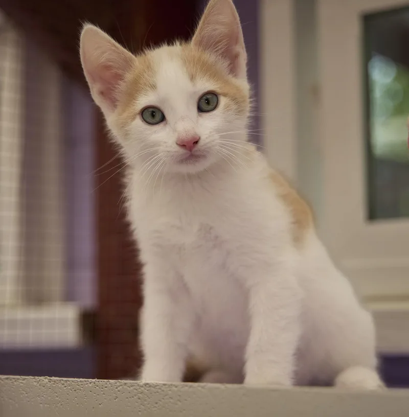 A baby medium-sized male Domestic Short Hair cat named Jupiter for adoption in Santa Barbara, CA