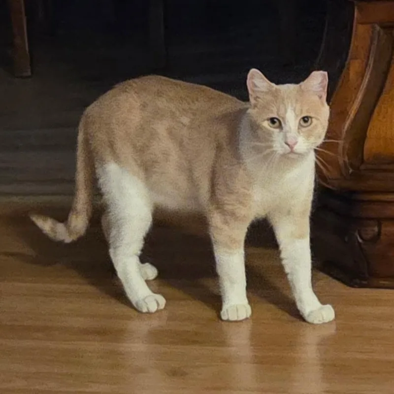 Carrot Cake thumbnail 2