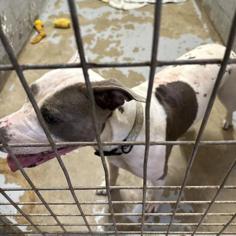 An adult medium-sized female White / Cream Mixed Breed dog named Navy for adoption in Huntington, WV