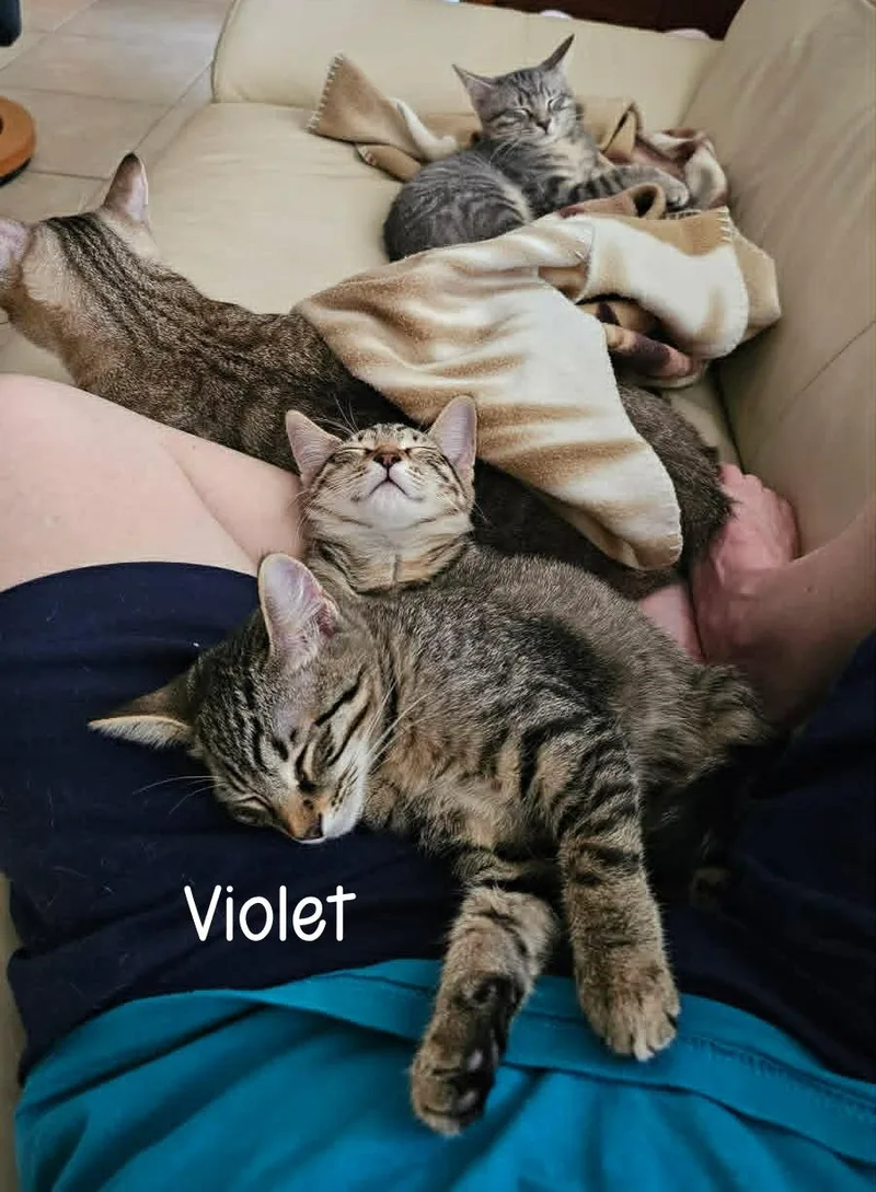 Violet thumbnail 5
