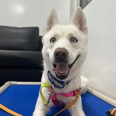 An adult medium-sized female White / Cream Siberian Husky dog named Caribbean for adoption in Columbus, OH