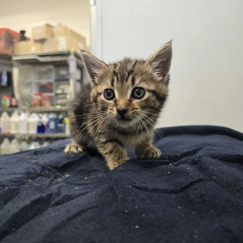 A baby small-sized female Brown / Chocolate Domestic Short Hair cat named Margalo for adoption in Spruce Pine, NC