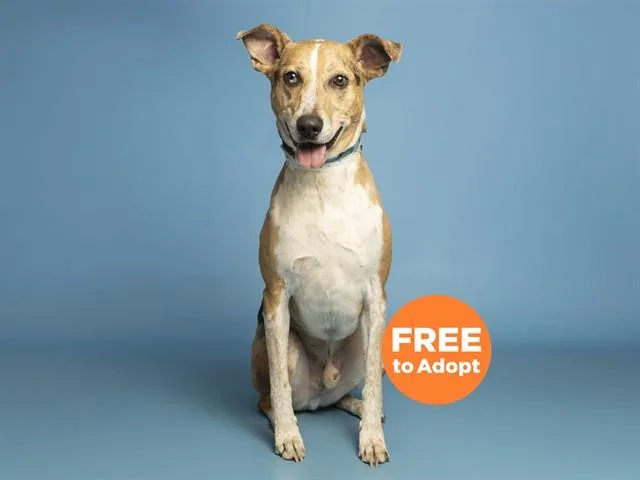 An adult medium-sized male Australian Shepherd dog named Tucker for adoption in Phoenix, AZ