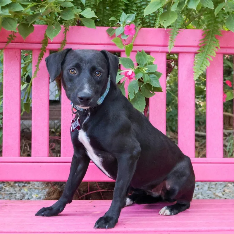 A young medium-sized female Black Labrador Retriever dog named Kylie for adoption in Wake Forest, NC