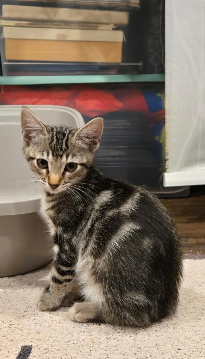 A baby medium-sized male Tabby cat named Bram Stoker for adoption in San Juan Capistrano, CA