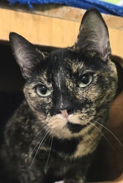A young small-sized female Domestic Short Hair cat named Dove for adoption in Seattle, WA