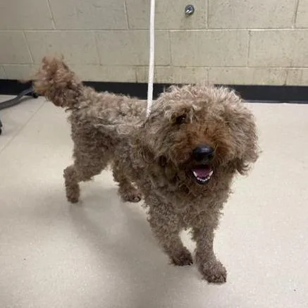A young medium-sized male Brown / Chocolate Standard Poodle dog named Ryan for adoption in Madison, WI