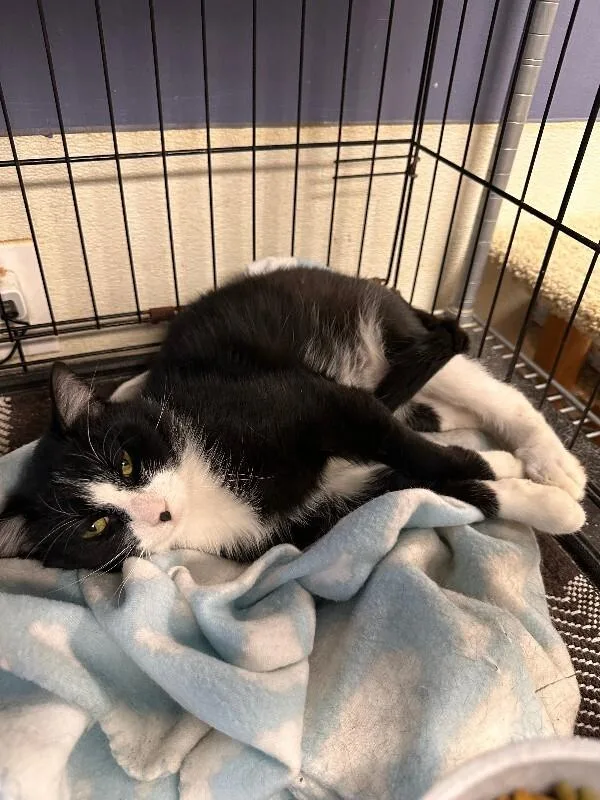 An adult medium-sized male Tuxedo cat named Juno for adoption in Belton, MO