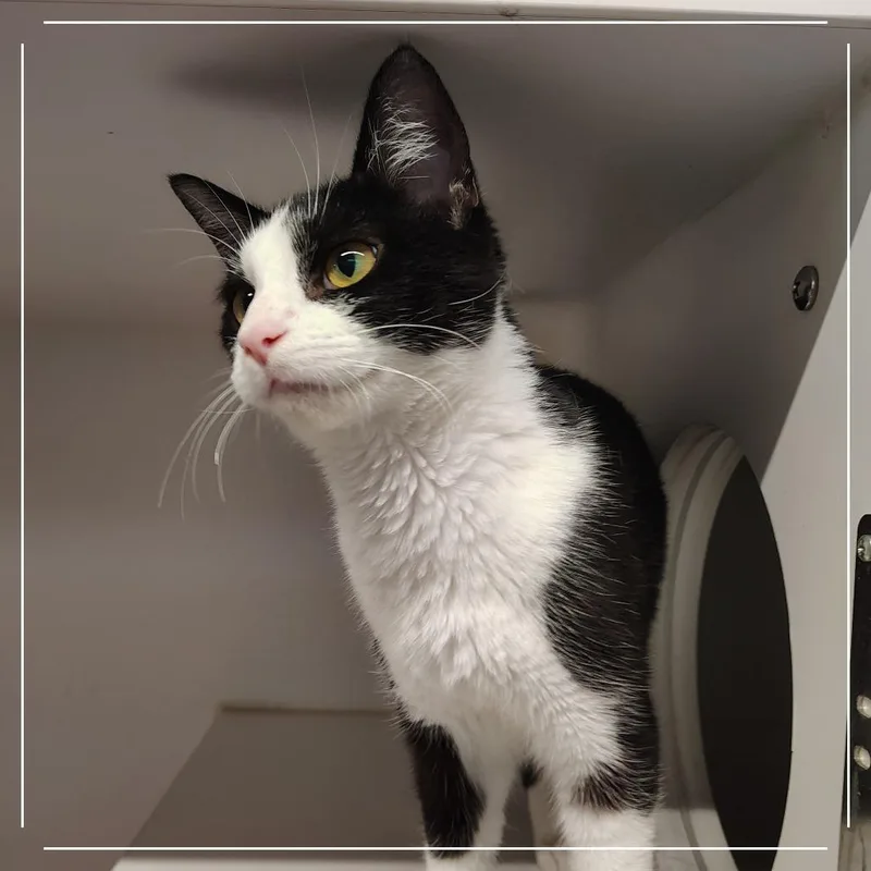 An adult small-sized female Black Domestic Short Hair cat named Hot Cross Bun for adoption in Dearborn, MI