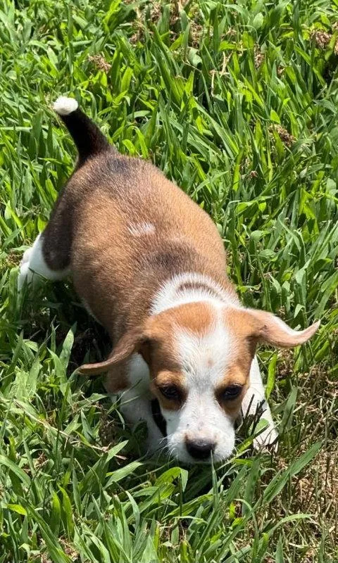 A baby medium-sized female Beagle dog named Alana for adoption in House Springs, MO
