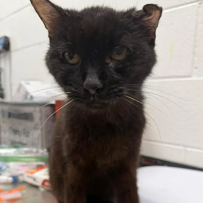 A senior medium-sized female Black Domestic Short Hair cat named Alma for adoption in Rocky Mount, VA