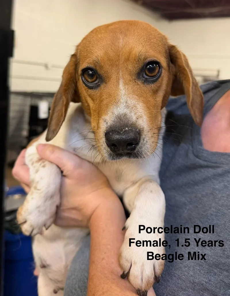 A young medium-sized female Beagle dog named Porcelain Doll for adoption in Blue Springs, MO