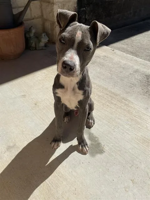 A young medium-sized male American Staffordshire Terrier dog named A for adoption in San Antonio, TX