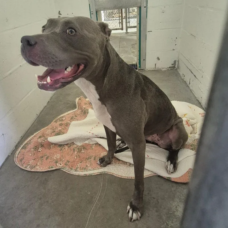 An adult medium-sized female Gray / Blue / Silver Mixed Breed dog named Onyx for adoption in Lake Panasoffkee, FL