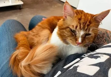 Creamsicle