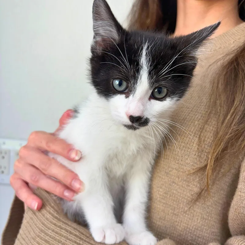 A baby medium-sized male Black & White / Tuxedo Domestic Short Hair cat named Beau for adoption in Pasco, WA