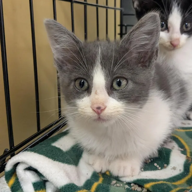 A baby small-sized female Gray / Blue / Silver Domestic Short Hair cat named Ella for adoption in Huntsville, AR