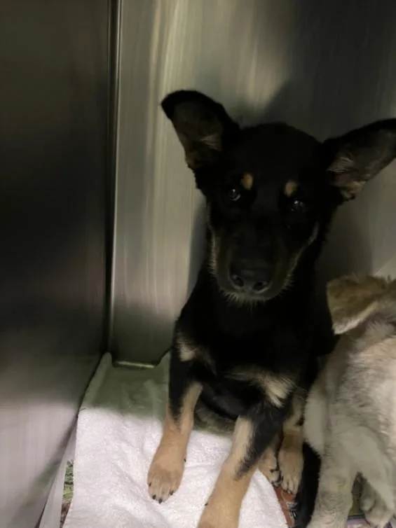 A baby medium-sized female German Shepherd Dog dog named Santana for adoption in Los Angeles, CA