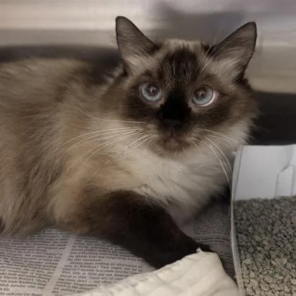 An adult medium-sized female Ragdoll cat named Cherie for adoption in Philadelphia, PA