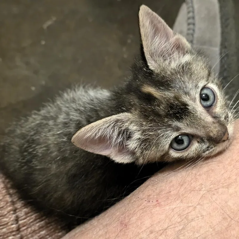 A baby small-sized female Tabby (Tiger Striped) Domestic Short Hair cat named Sally Purcell for adoption in Morrison, CO