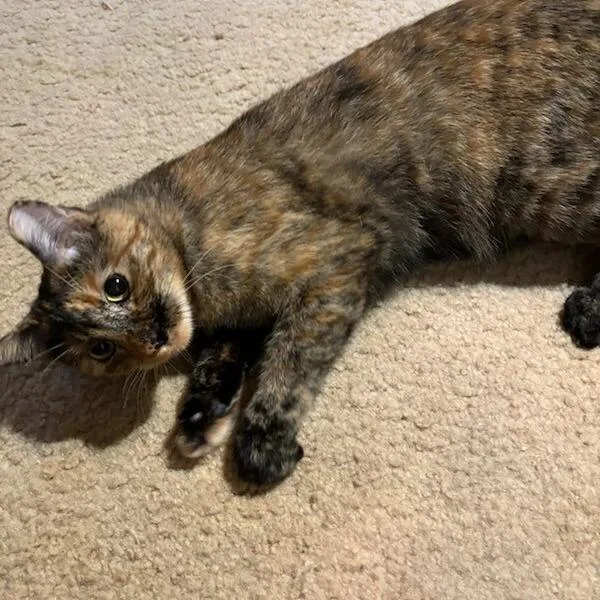 Priscilla thumbnail 2