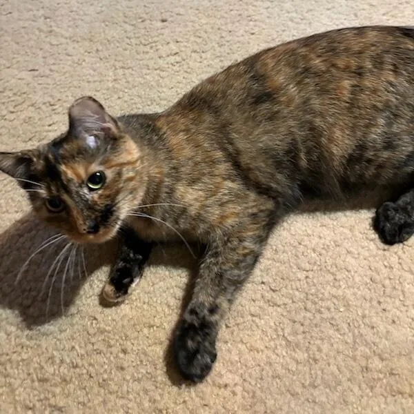 Priscilla thumbnail 3