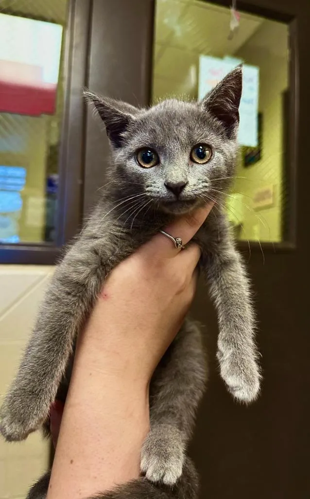 A baby medium-sized female Domestic Short Hair cat named Mrs Grey for adoption in Wintersville, OH