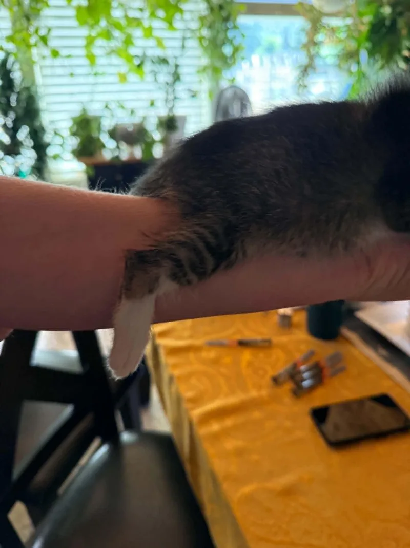 A baby medium-sized male Tabby (Gray / Blue / Silver) Tabby cat named Red for adoption in Tehachapi, CA
