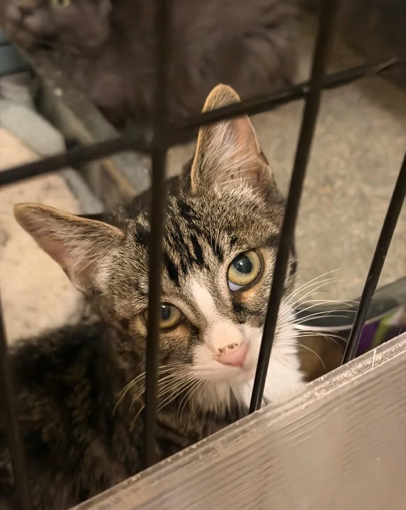A baby medium-sized male Domestic Medium Hair cat named Casper for adoption in Reno, NV