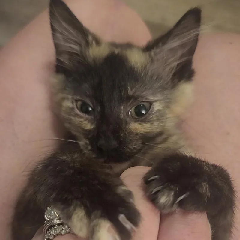 A baby small-sized female Domestic Long Hair cat named Mia for adoption in Richmond, MO