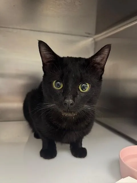 A young medium-sized male Domestic Short Hair cat named Dillon for adoption in Naples, FL