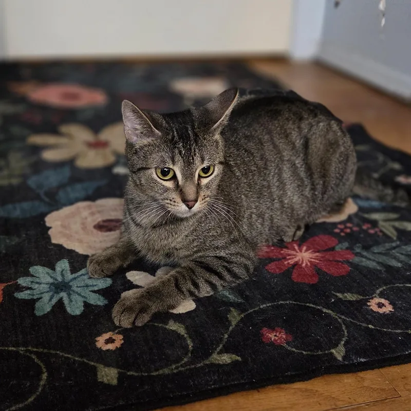 Iris Great With Kids thumbnail 6