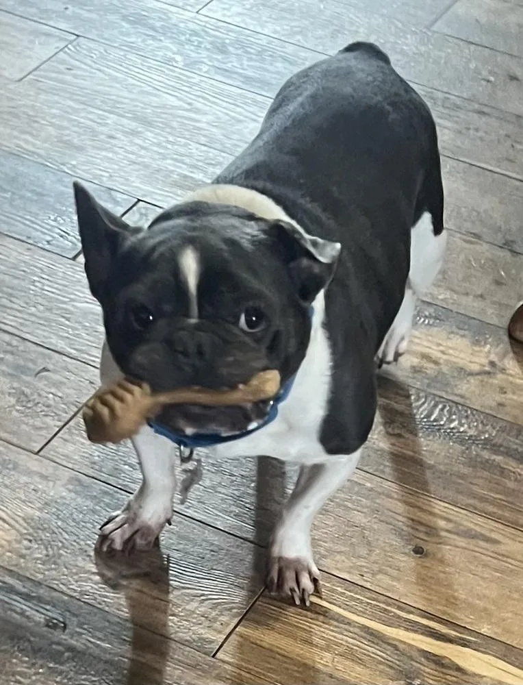 Bluey