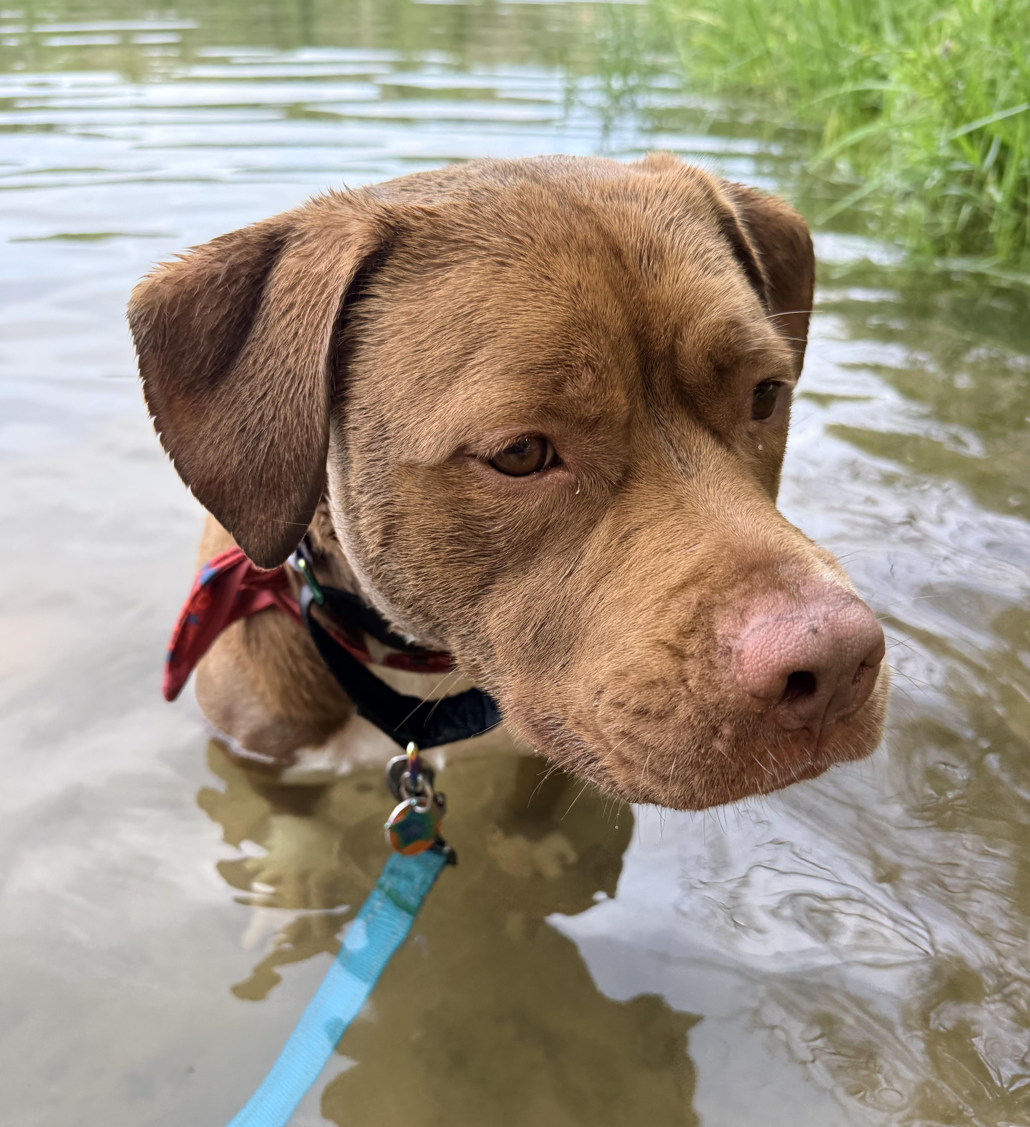An adult large-sized female Red / Chestnut / Orange Pit Bull Terrier dog named Violet  Courtesy Cupid for adoption in Milwaukee, WI