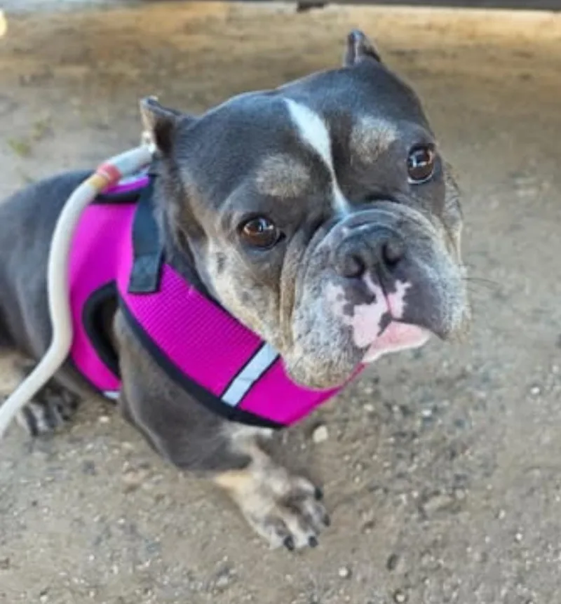 An adult small-sized female Brown / Chocolate American Bully dog named Chica for adoption in Santa Clara, CA