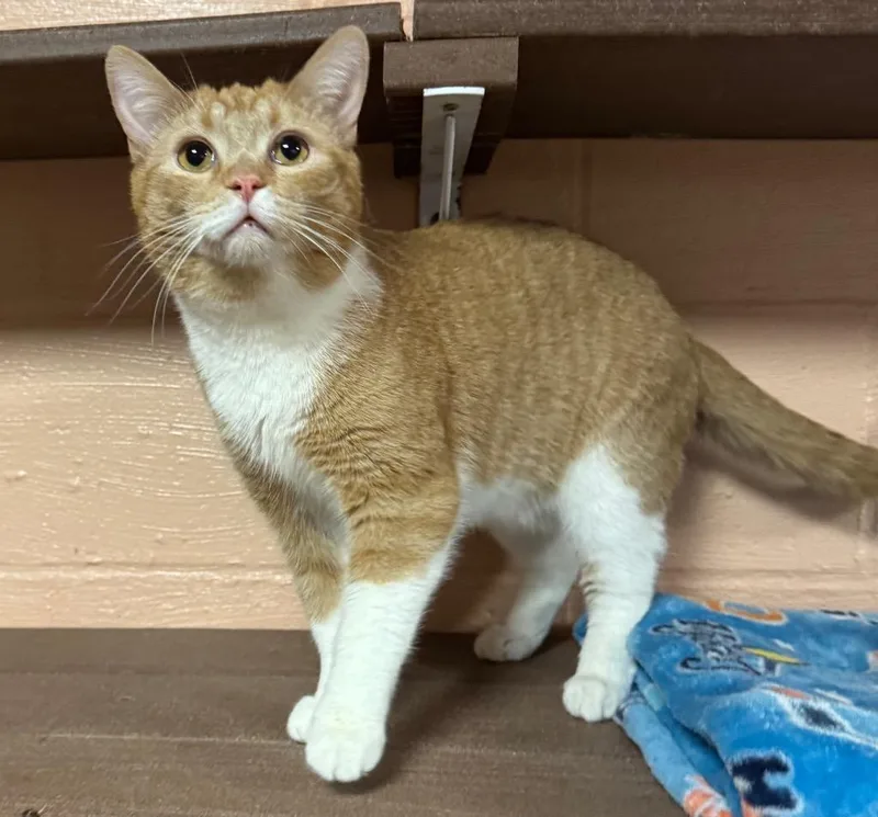 A young medium-sized male Domestic Short Hair cat named Nascar for adoption in Olean, NY