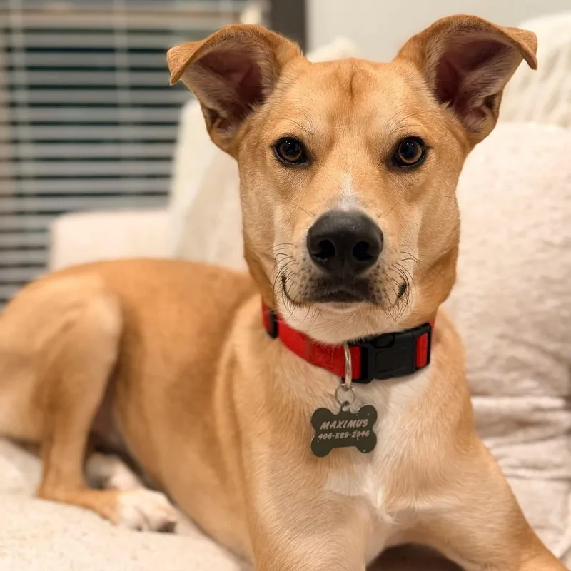 A baby large-sized male Apricot / Beige German Shepherd Dog dog named Bravo for adoption in Brentwood, TN