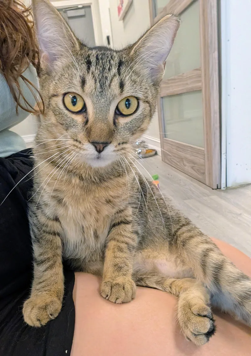 A young medium-sized male Tabby (Brown / Chocolate) Domestic Short Hair cat named Larry for adoption in Palm Harbor, FL