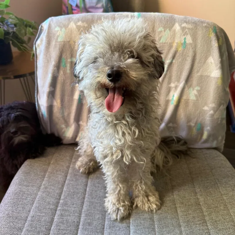 An adult small-sized male Gray / Blue / Silver Poodle dog named Sprout for adoption in Santa Barbara, CA