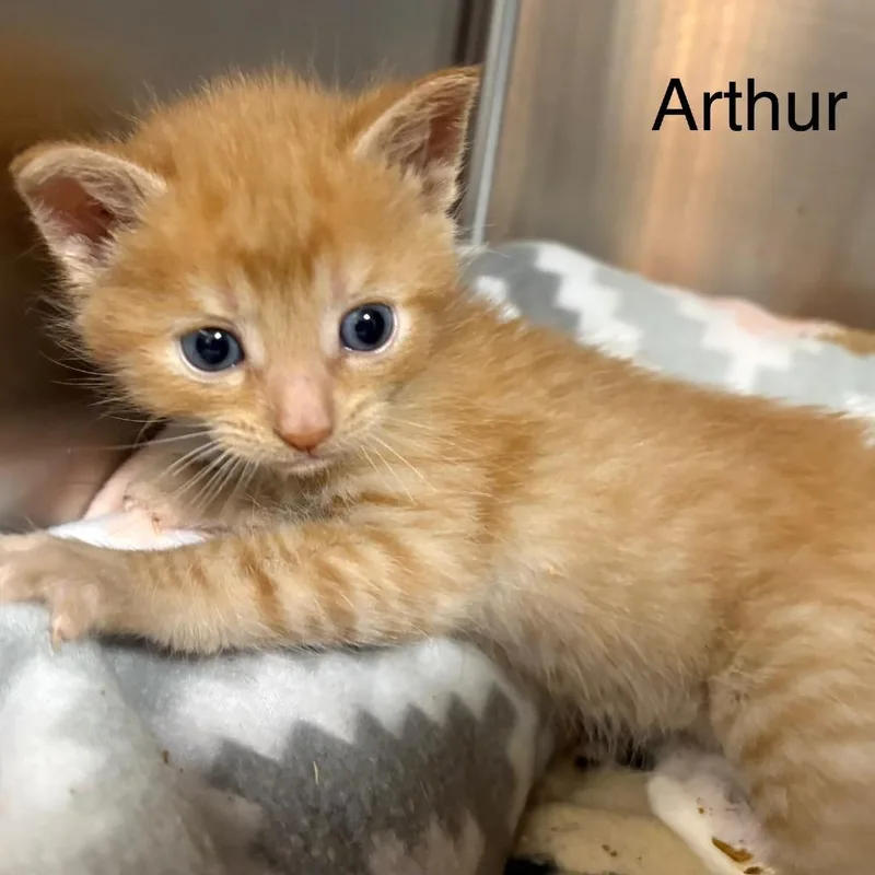 A baby small-sized male Domestic Short Hair cat named Arthur for adoption in Cumming, GA