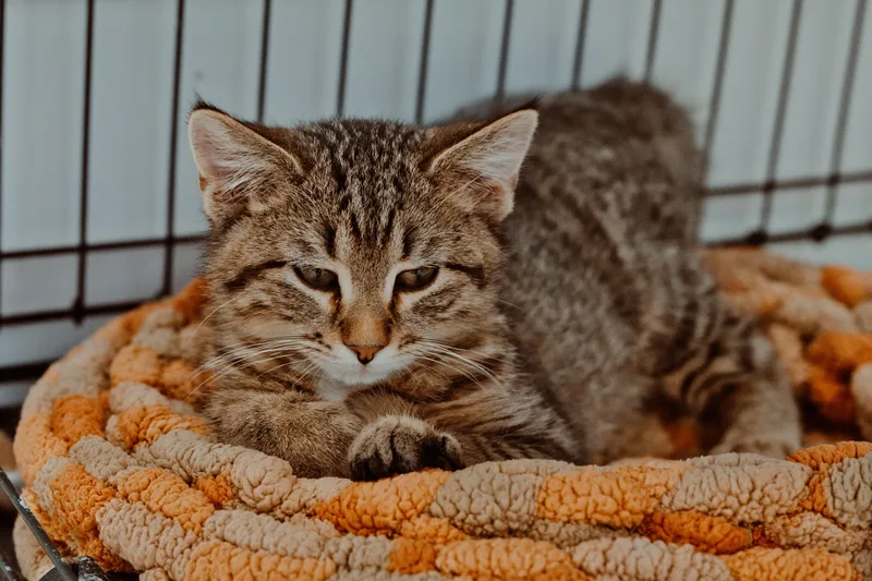 A young medium-sized male Tabby (Tiger Striped) Domestic Short Hair cat named Meti for adoption in Le Mars, IA