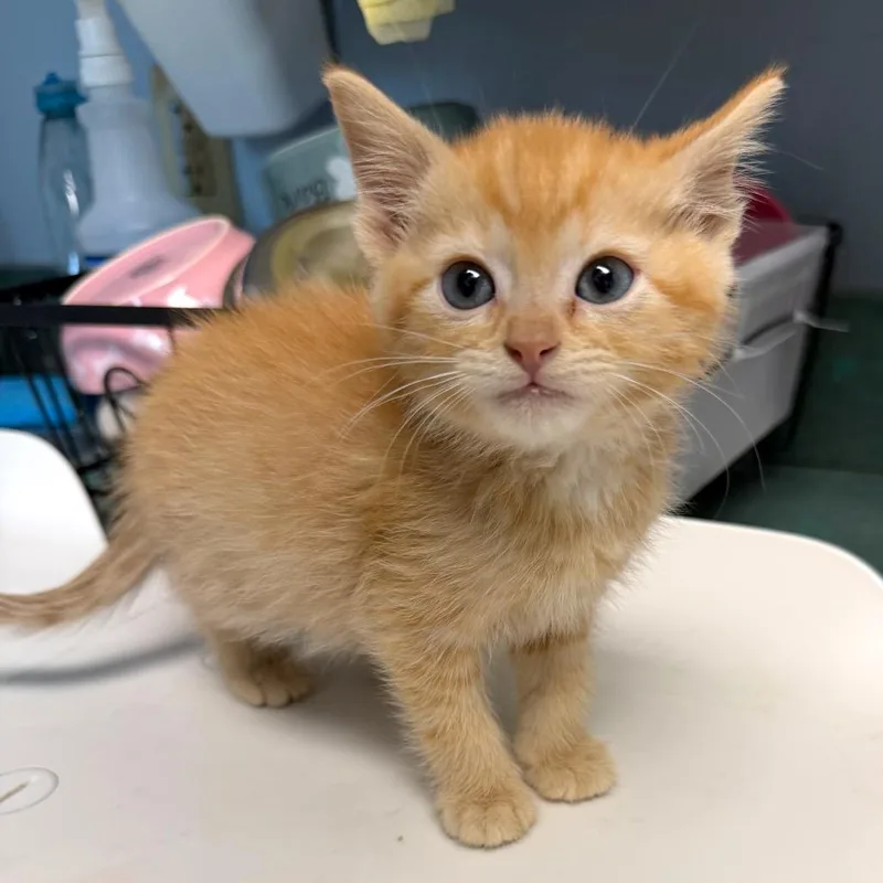 A baby medium-sized male Orange & White Domestic Short Hair cat named Orionis for adoption in Kansas City, KS